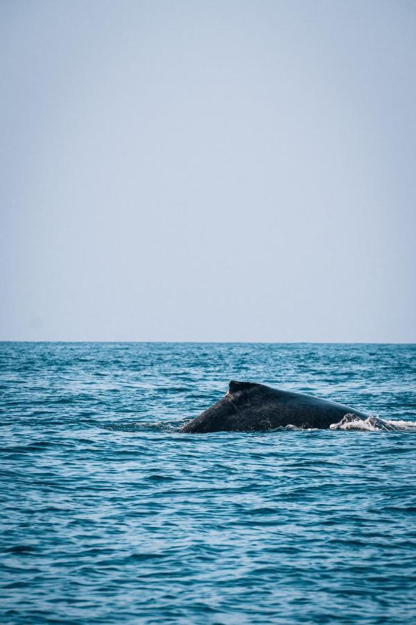 Liquid Dive Adventures Bed & Breakfast Praia do Praia do Tofo Exterior foto